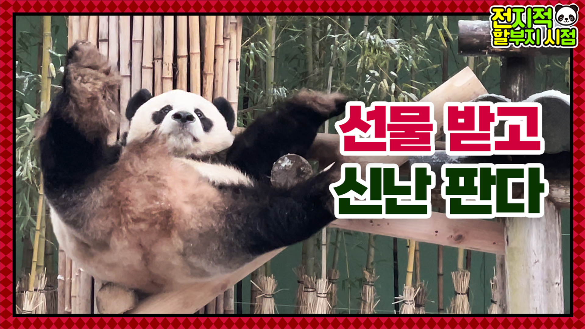 강바오표 2023 S/S 신상 사다리! 설 선물 받은 러바오 반응ㅋㅋㅋ 18회