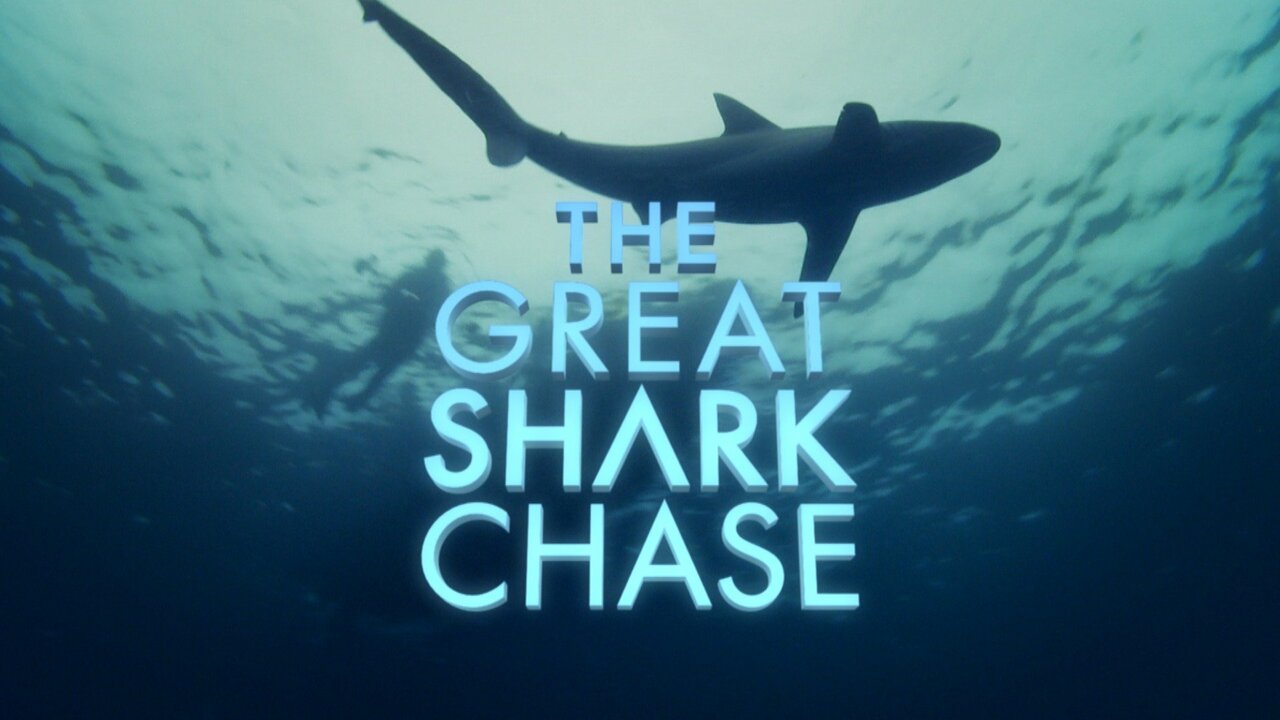The Great Shark Chase: Disturbing Scenes