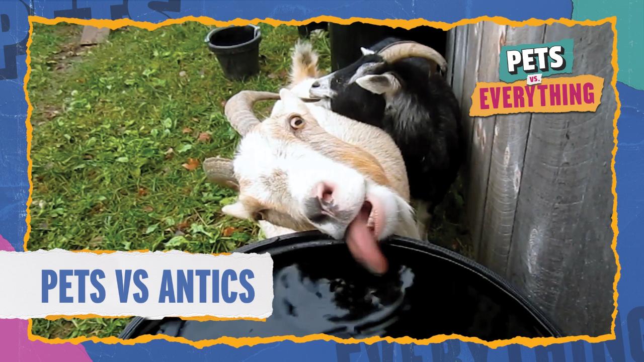 Pets VS. Everything | Pets VS. Antics