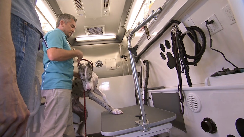 El encantador de perros