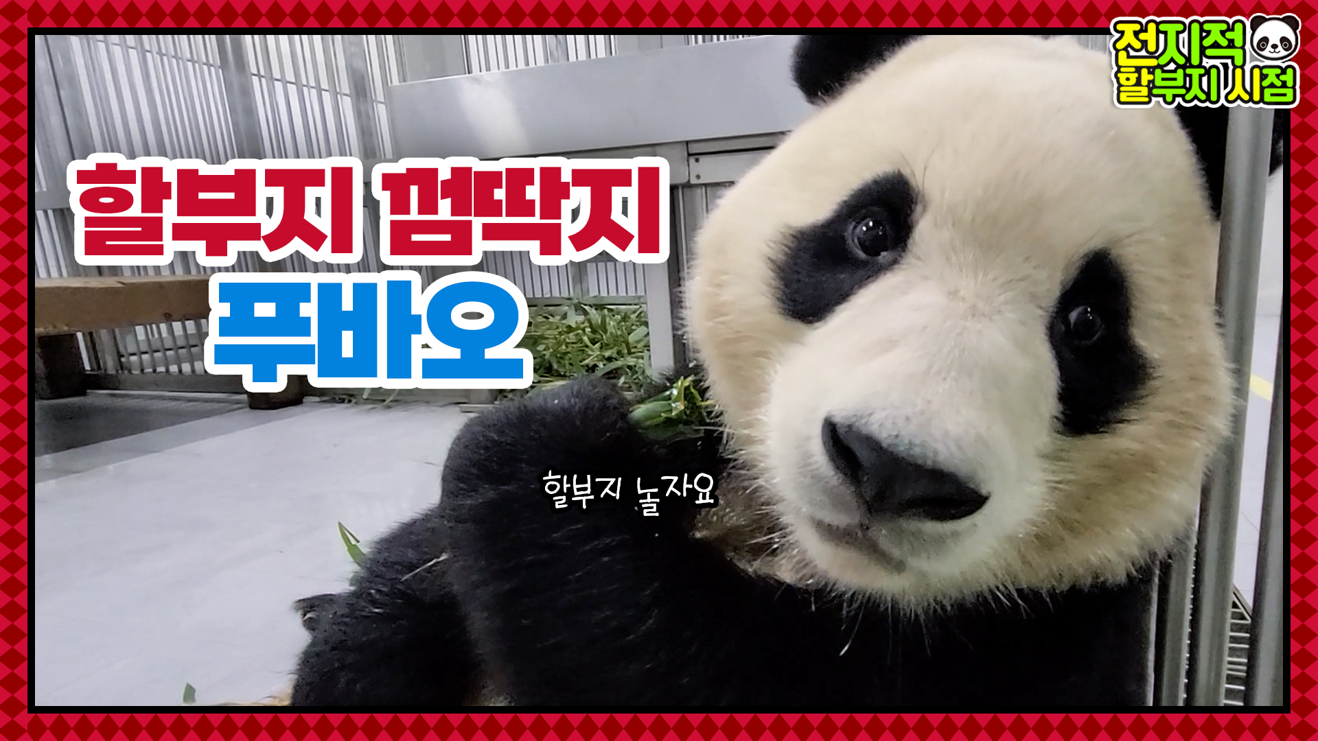 “봄이니까 같이 놀아오!!” 아직도 할부지만 보면 놀아달라고 조르는 장꾸 푸