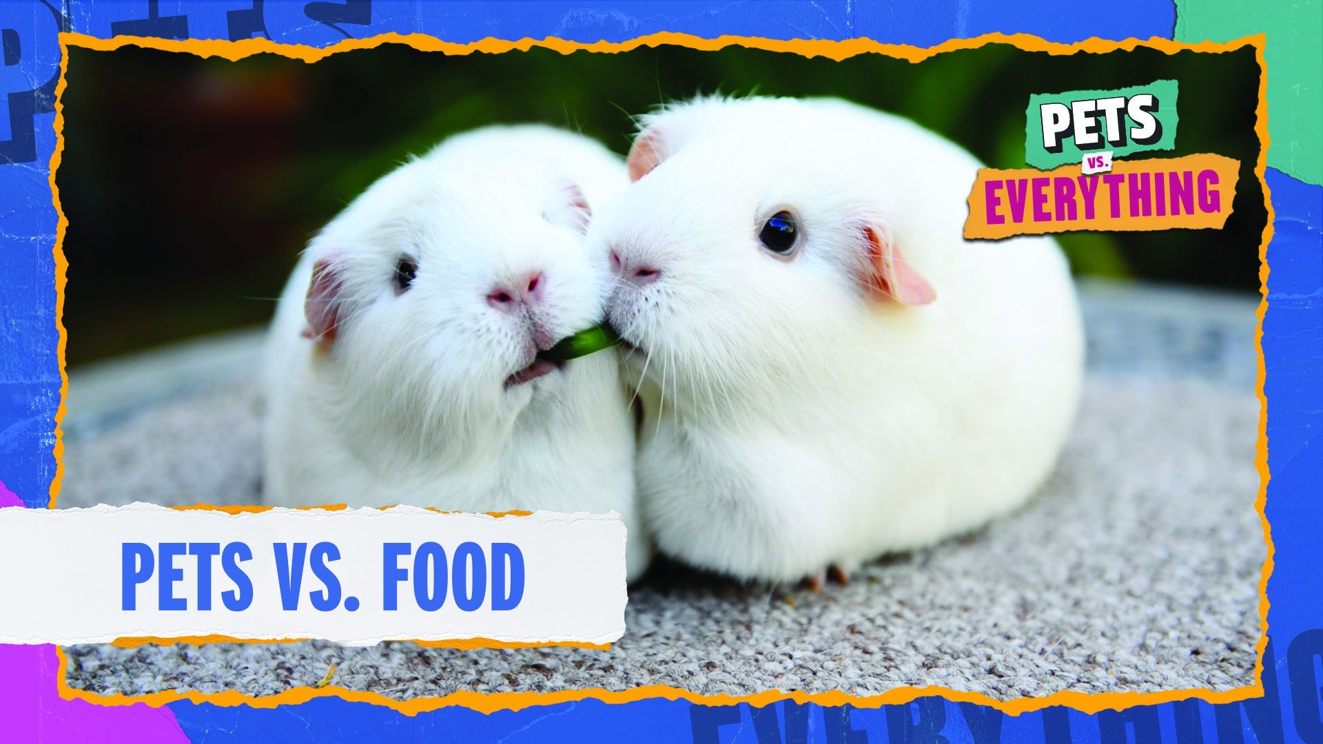 Pets VS. Everything | Pets VS. Food