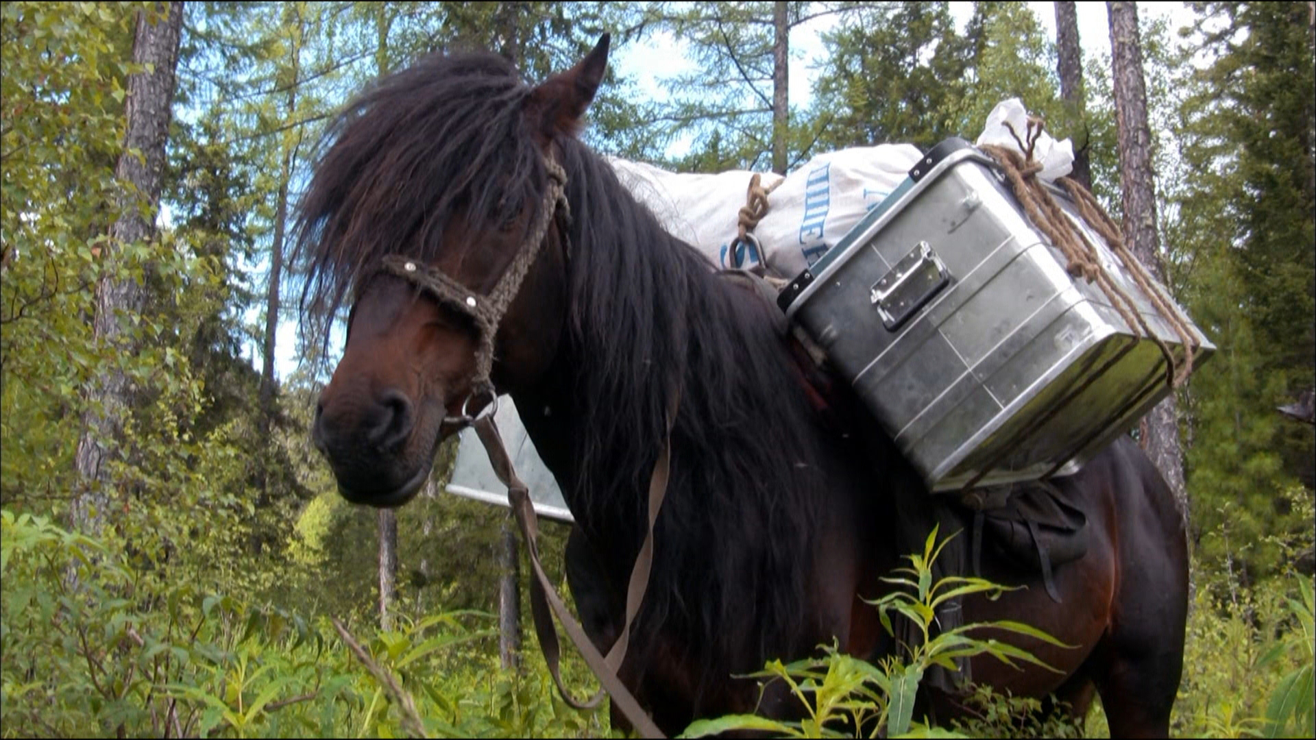 Per Pferd zu den Pfeifhasen
