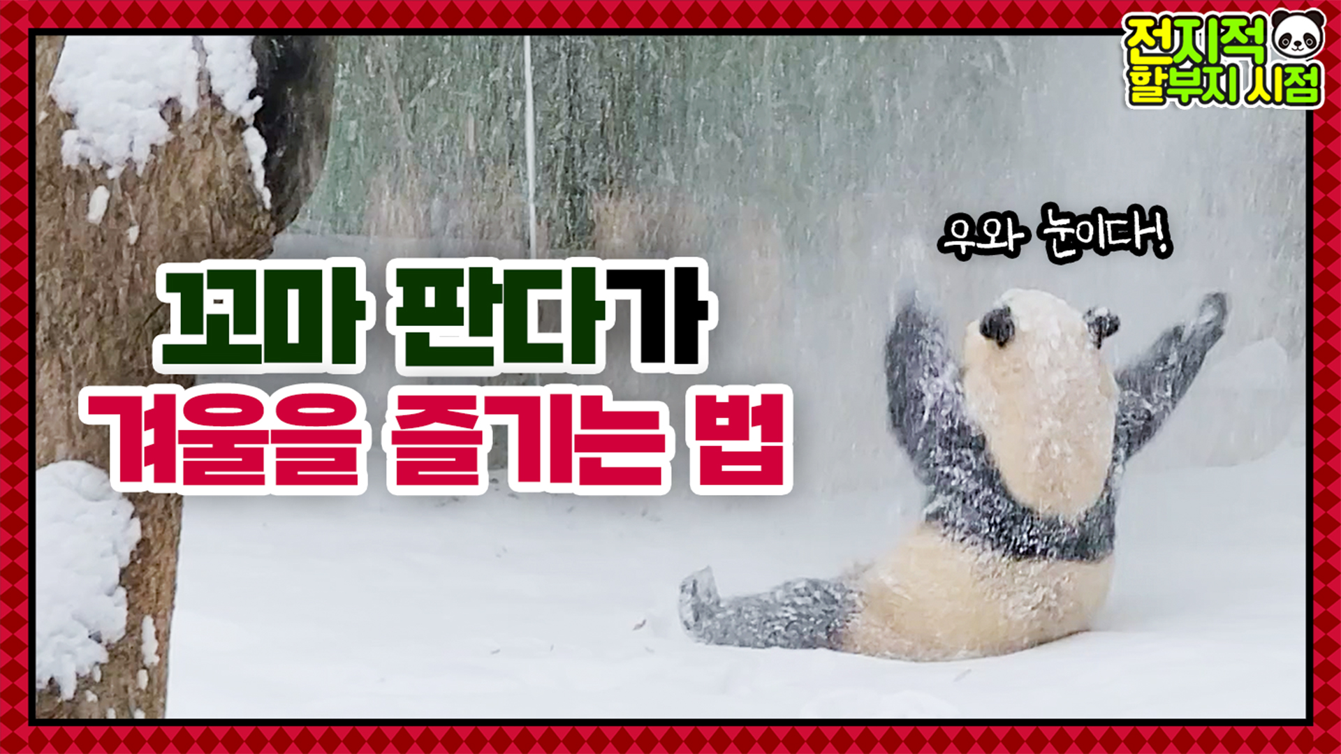 “눈폭탄이다!” 눈 쌓인 대나무 잘못 건드린 아기판다의 귀여운 최후 13회