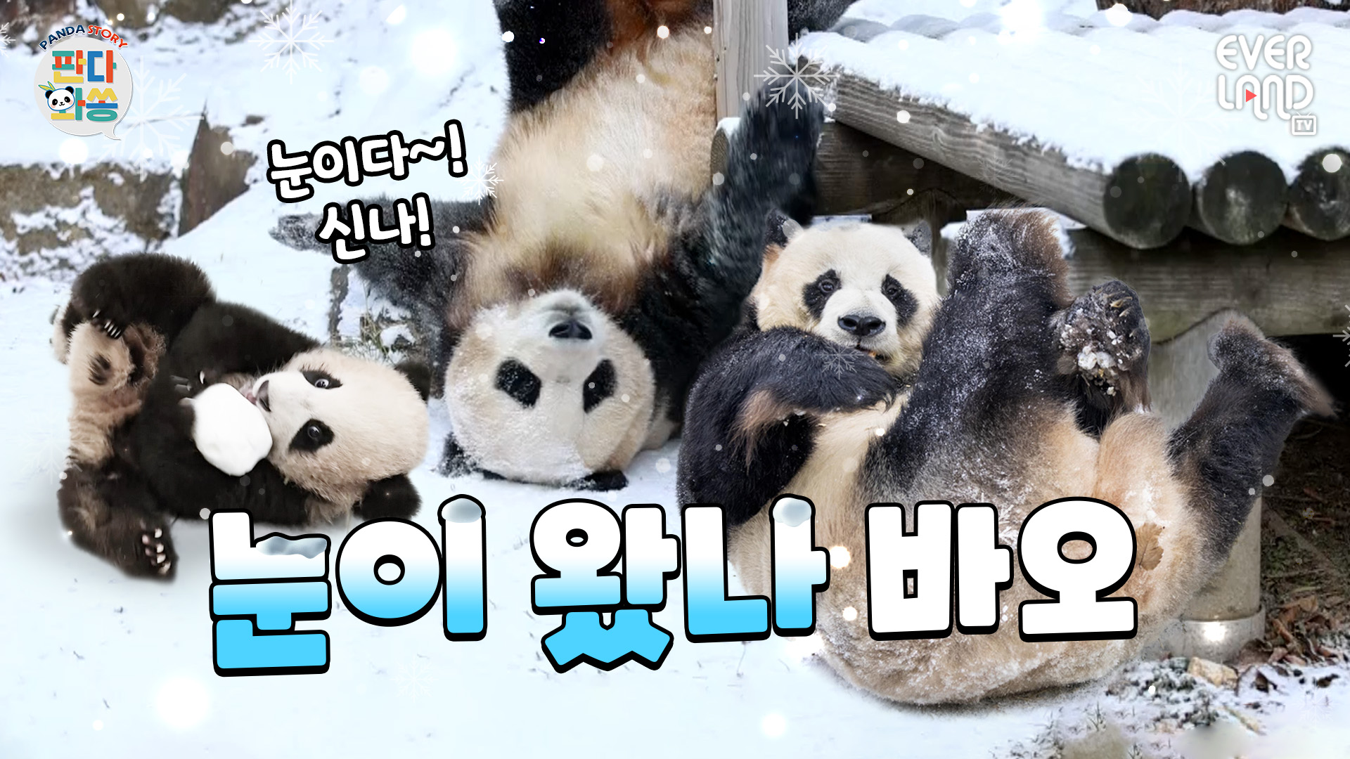 러바오 심은데 푸루후 난다~! 눈만 보면 물구나무서기 선보이는 바오가족 ㅋㅋ