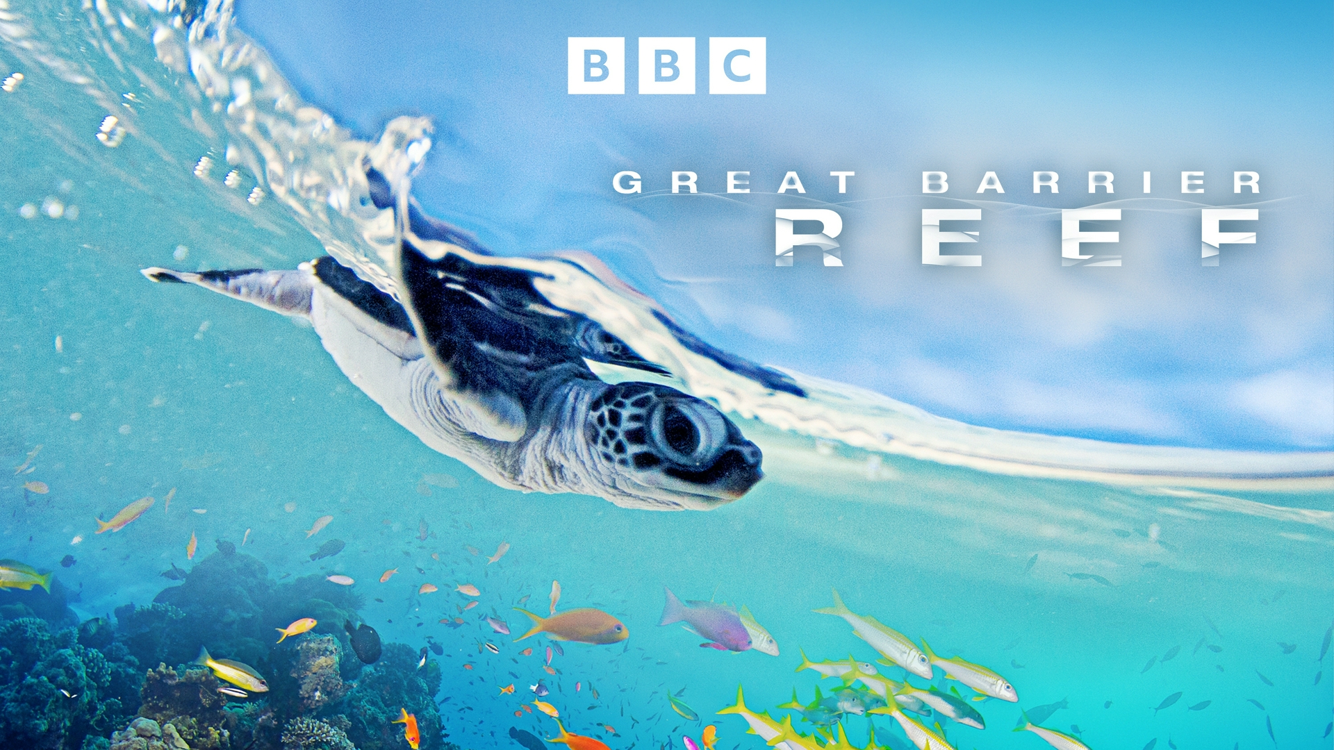 Les Mysteres de la barriere de corail Le sanctuaire des tortues vertes