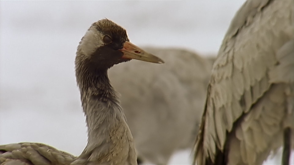 Tiere vor der Kamera
