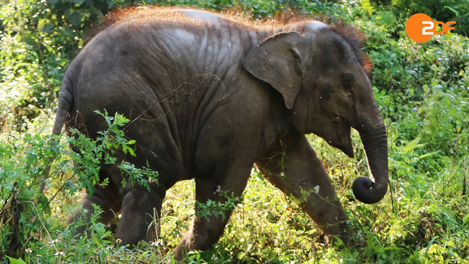 Wildes China DE: Yunnan: Chinas wildes Königreich