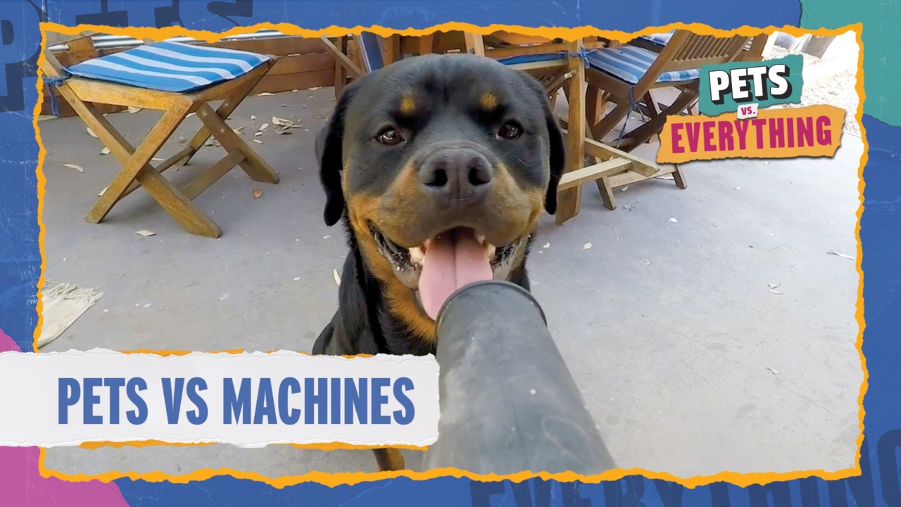 Pets VS. Everything | Pets VS. Machines