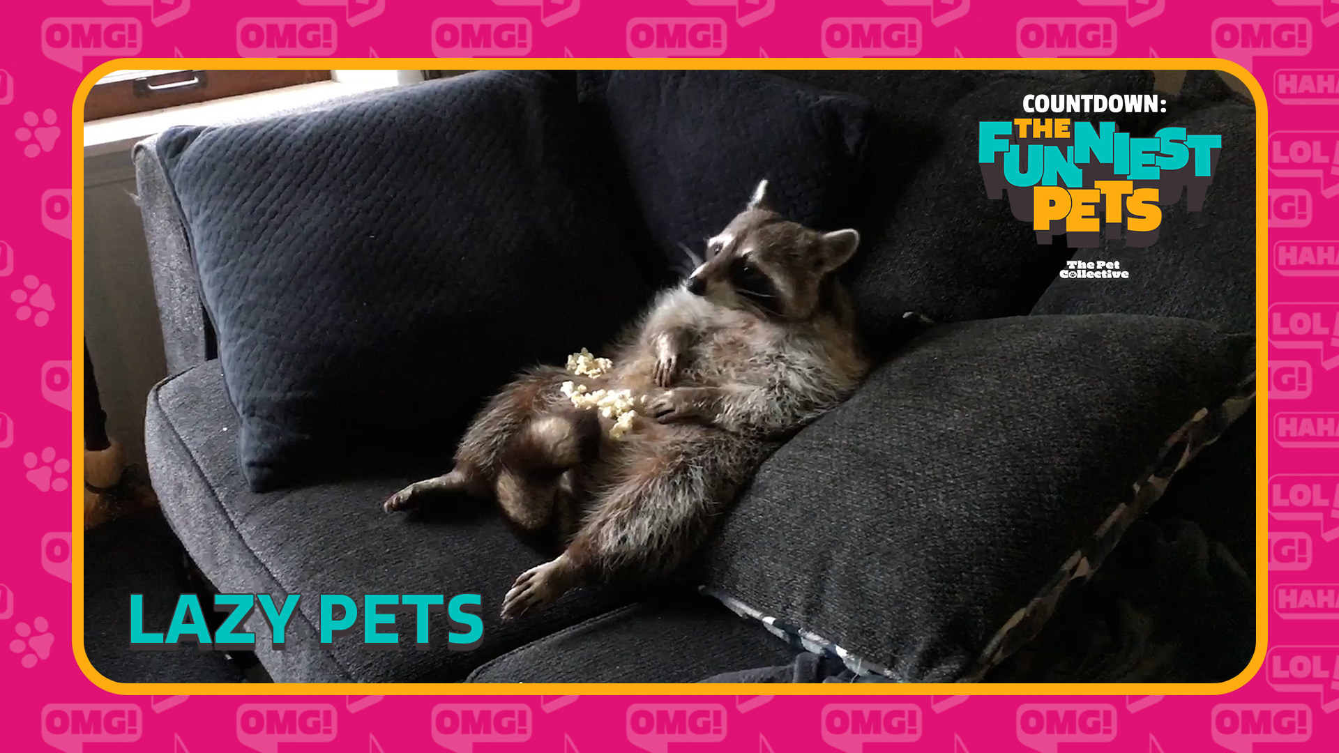Countdown: The Funniest Pets