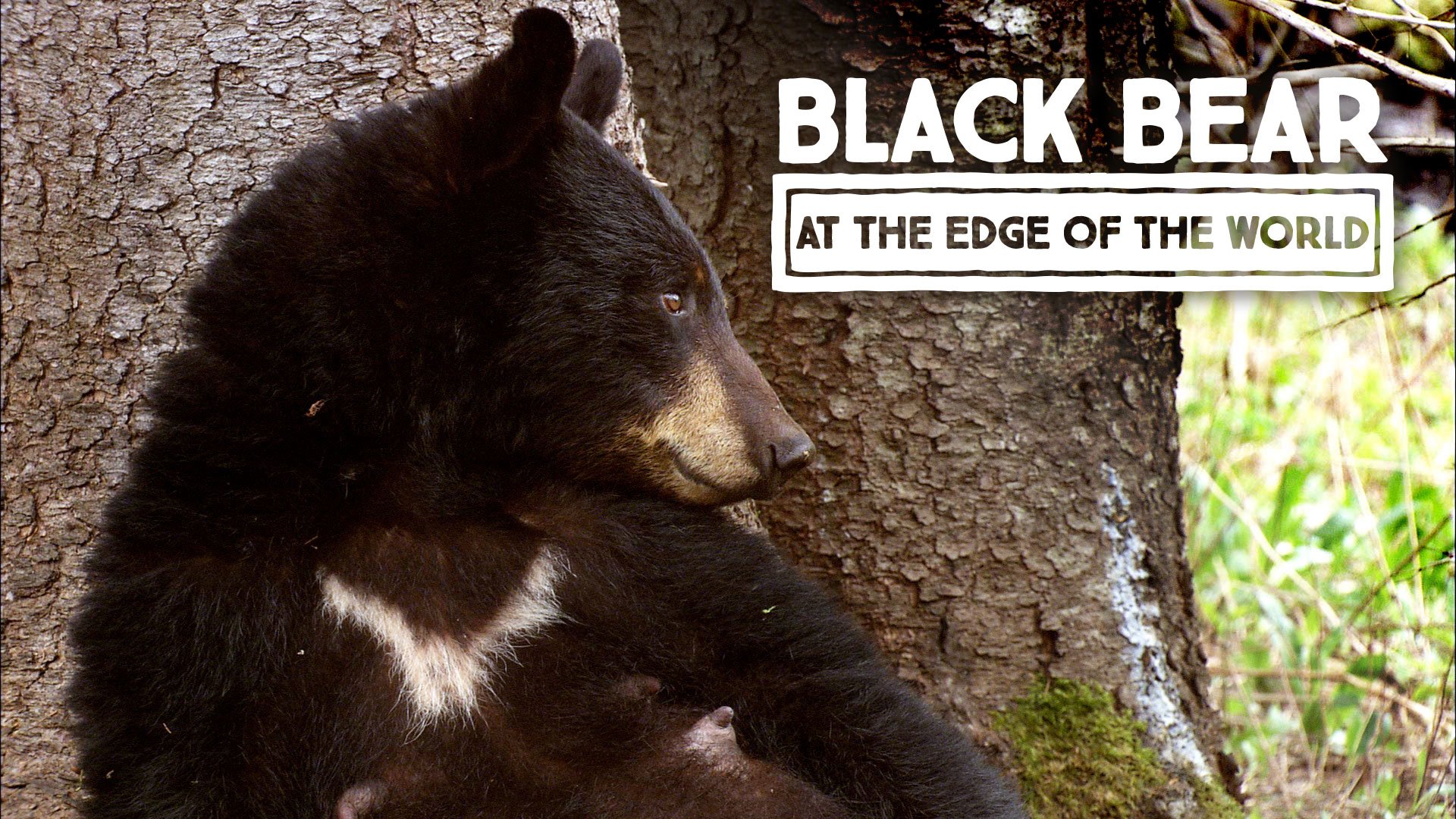 Black Bear: At the Edge of the World