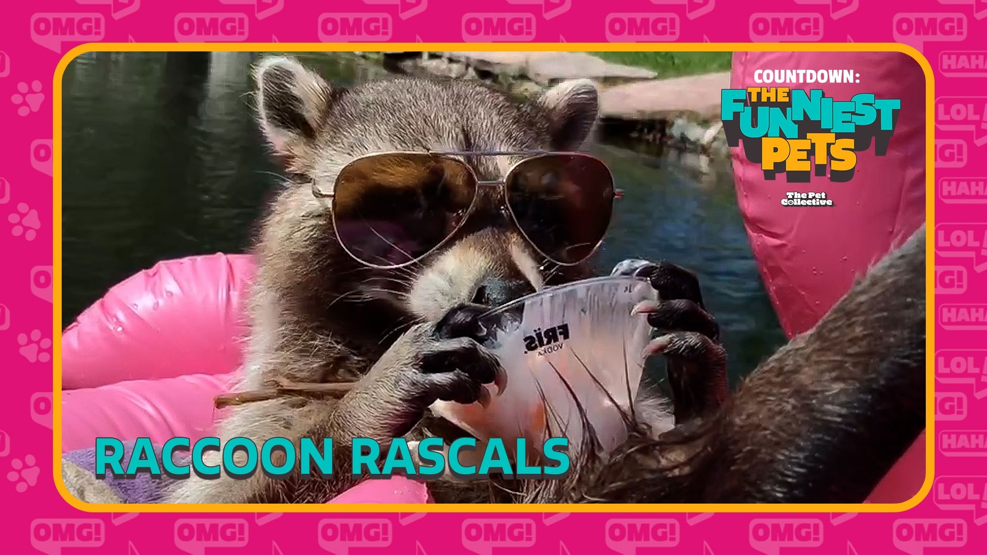 Countdown: The Funniest Pets | Raccoon Rascals