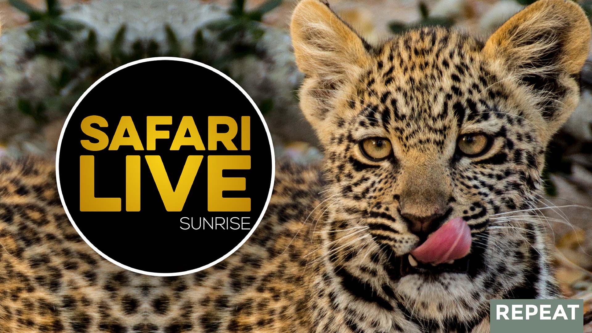 Safari EN VIVO Amanecer REPETIR