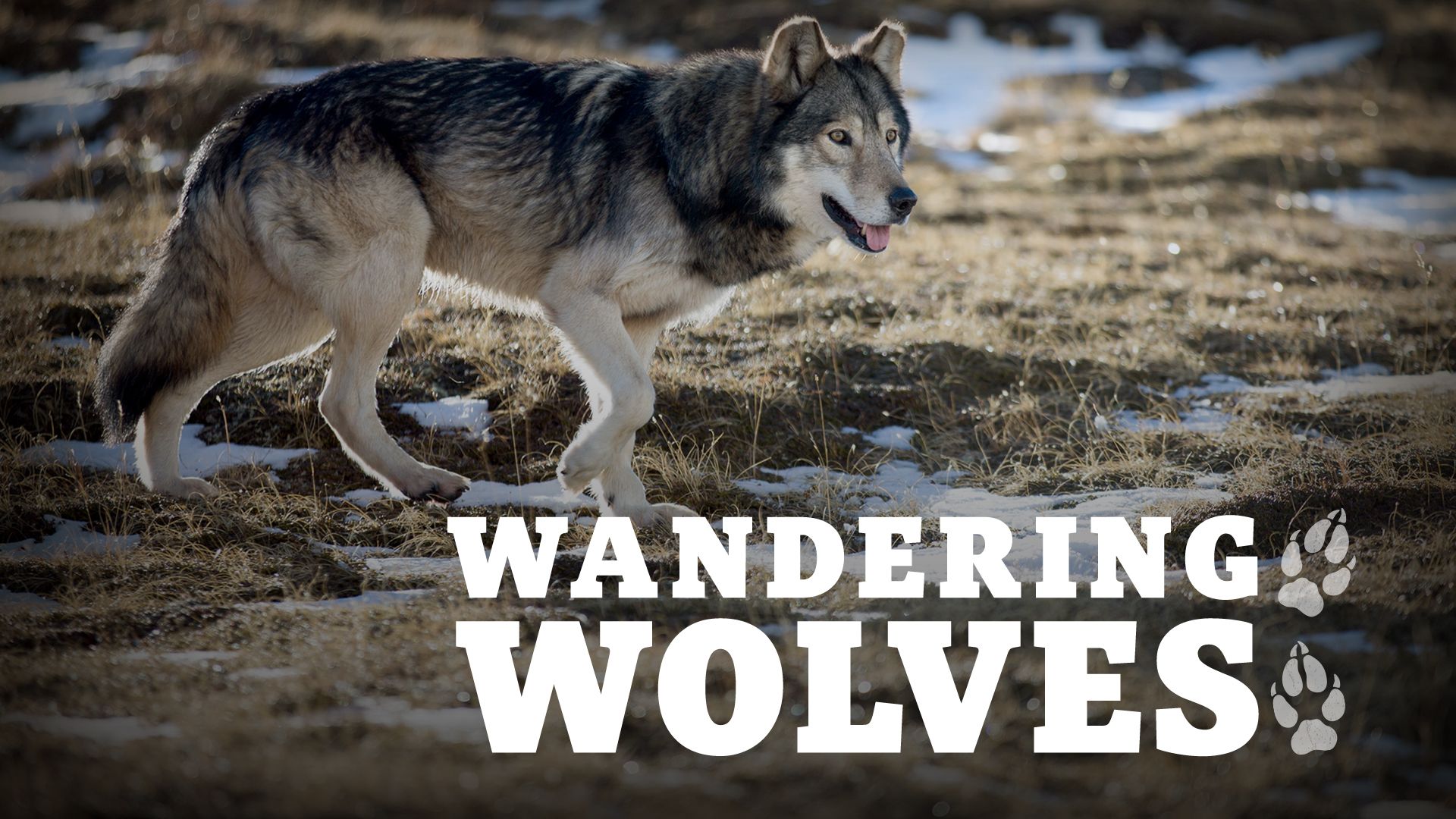 Wandering Wolves
