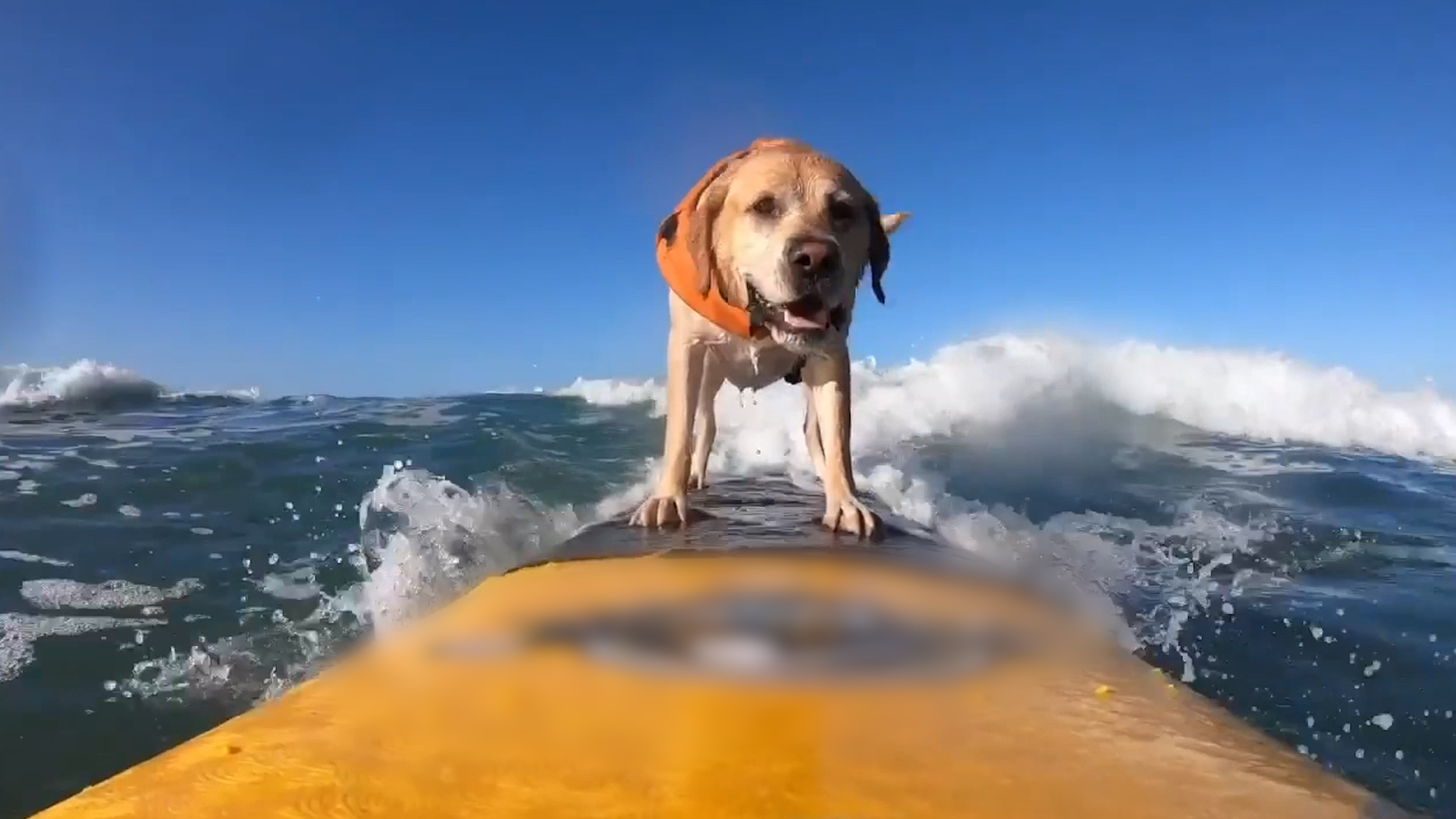 Best Pets of the Month