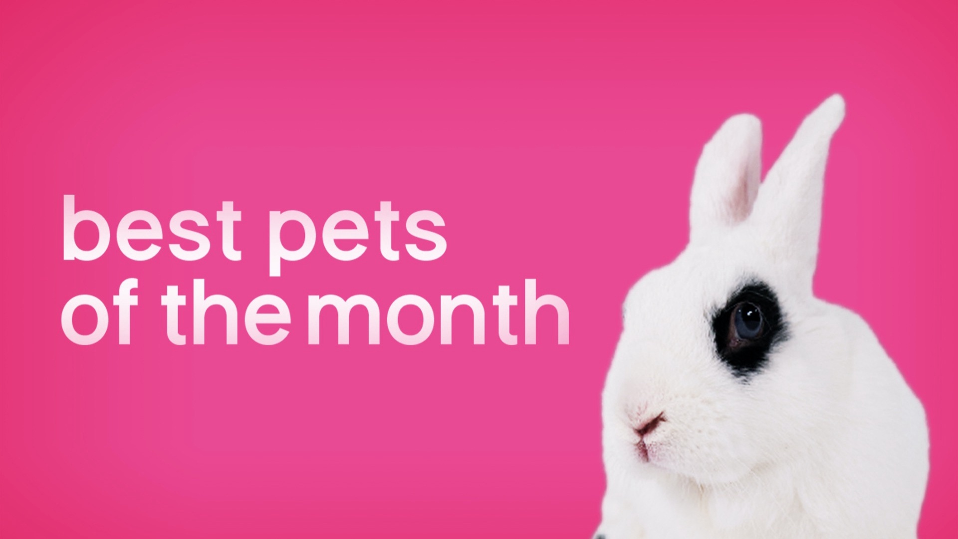 Best Pets of the Month | Ep. 1.1