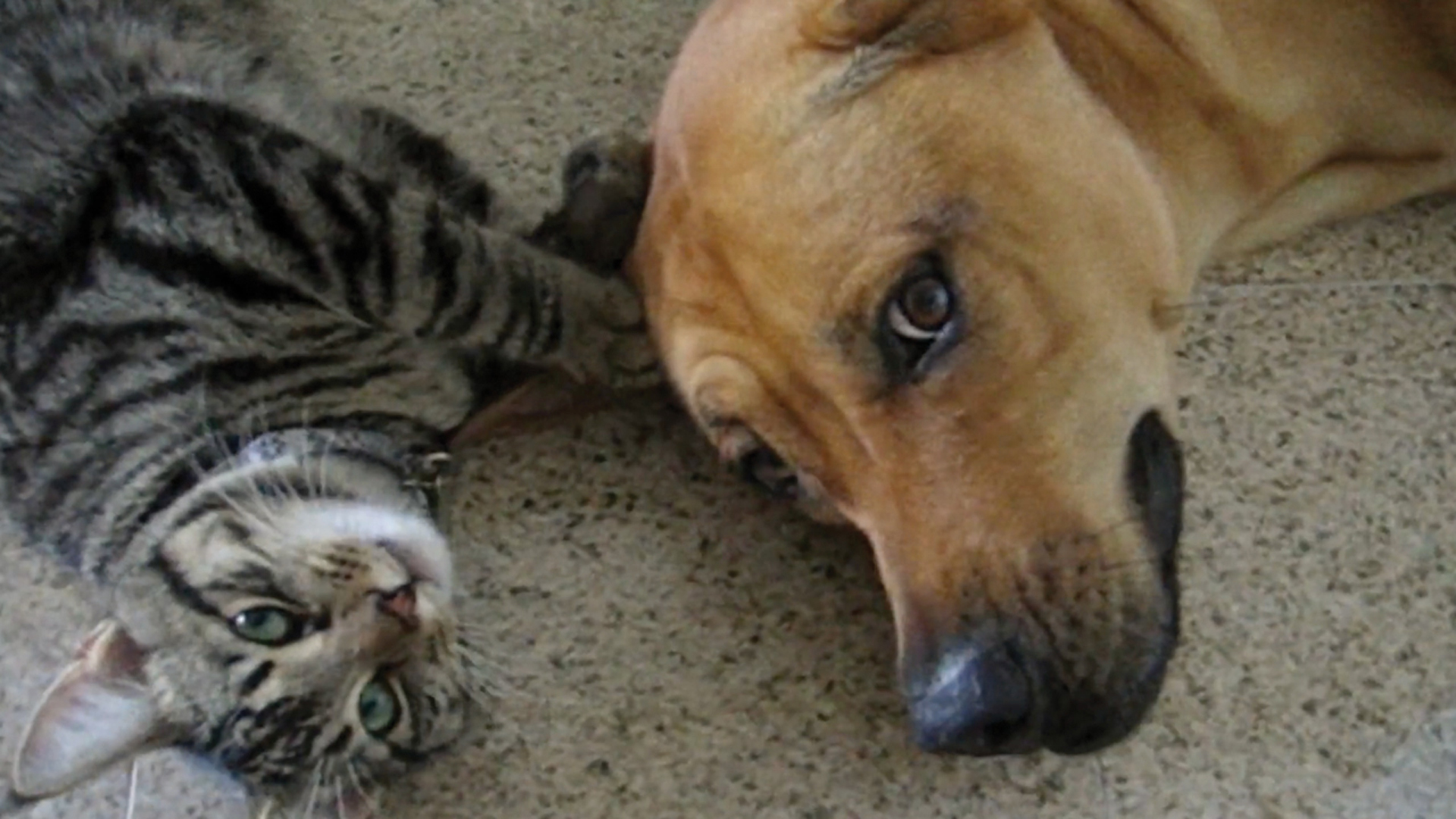 Why We Love Cats and Dogs