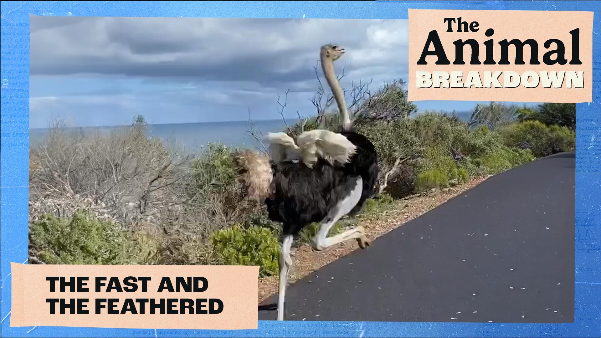 The Animal Breakdown