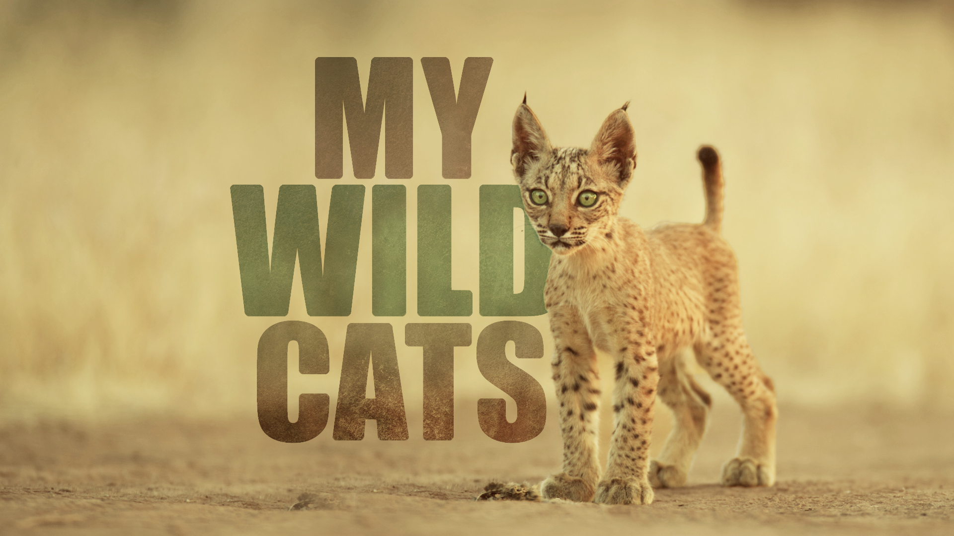 My Wild Cats