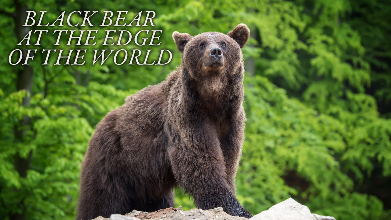 Black Bear at the Edge of the World
