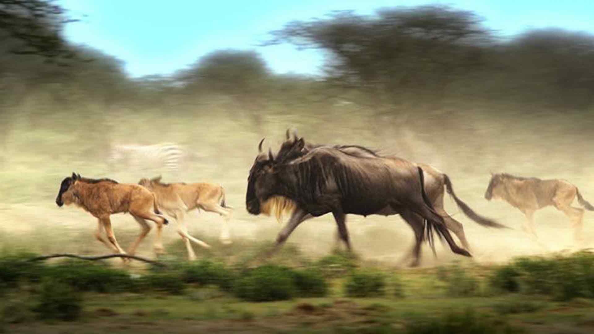 Les nomades du Serengeti
