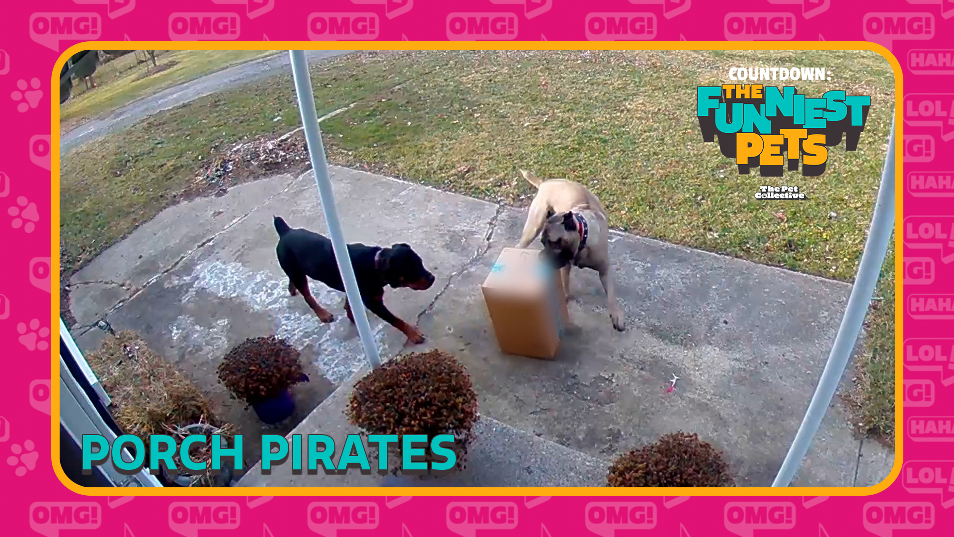 Countdown: The Funniest Pets