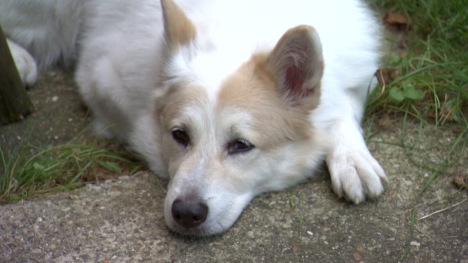 El encantador de perros
