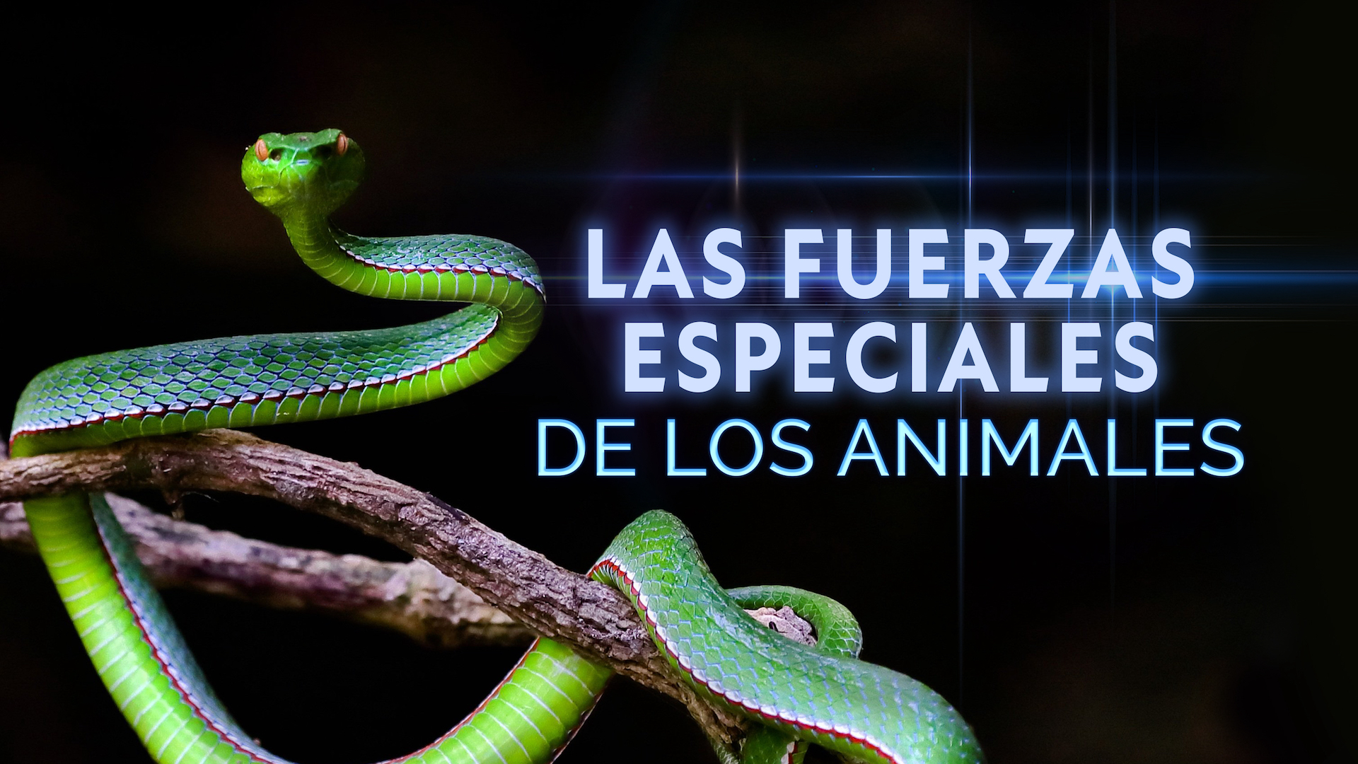 Las Fuerzas Especiales de los animales
