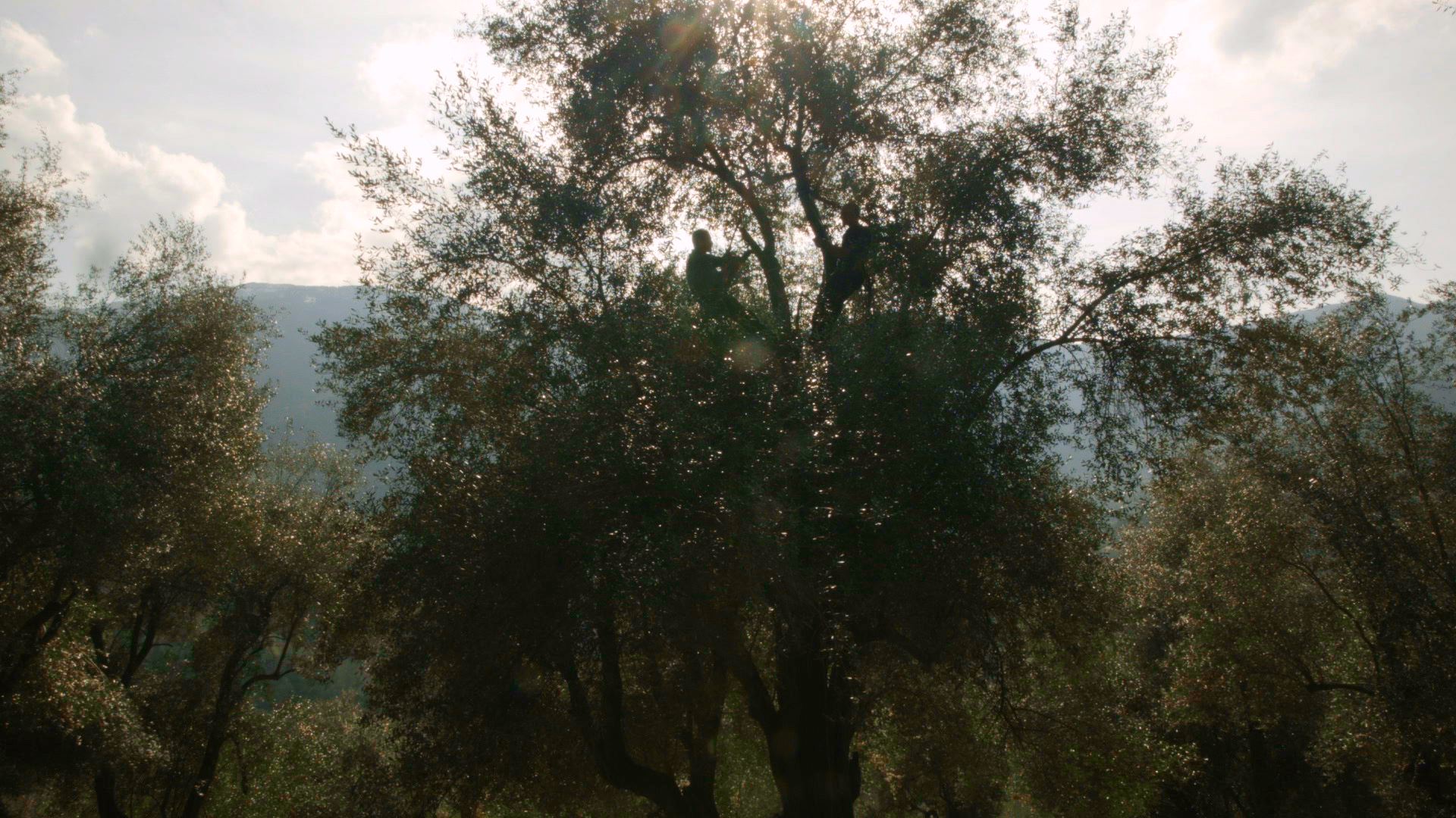 L'Hommes des Bois Vosges