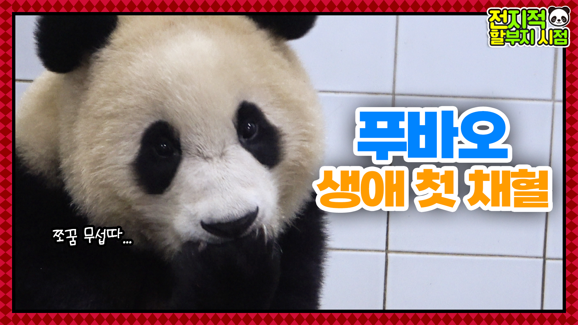 “따끔해요~” 판생 첫 채혈 도전! 과연 푸바오의 반응은?? 34회