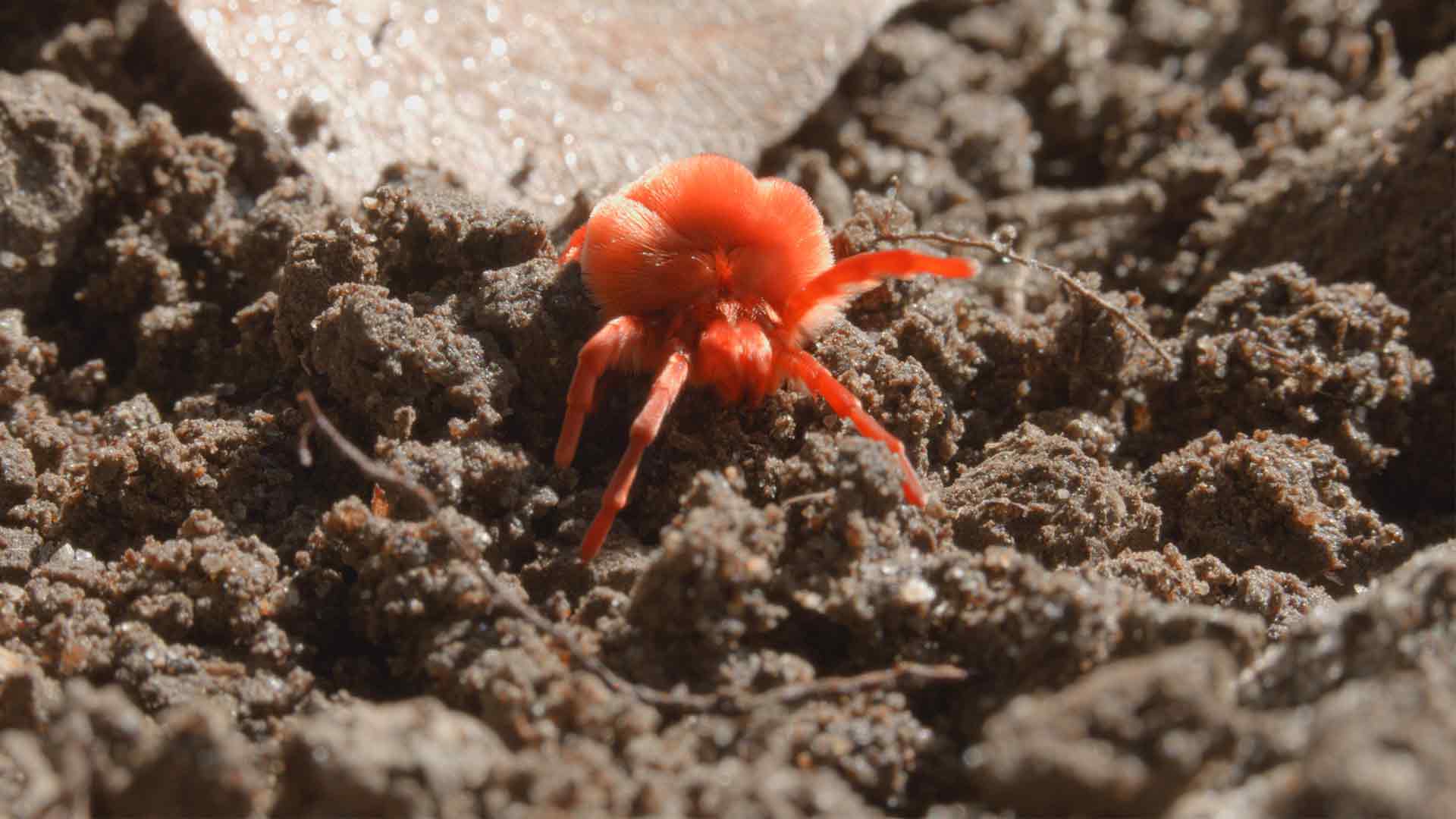 La promessa della pioggia