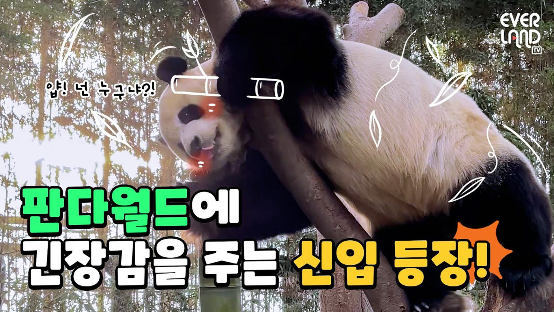 (속보) 러바오 구역에 신입 등장..?! 26회