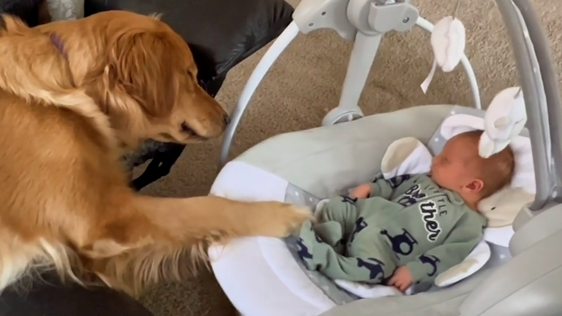 Best Pets of the Month