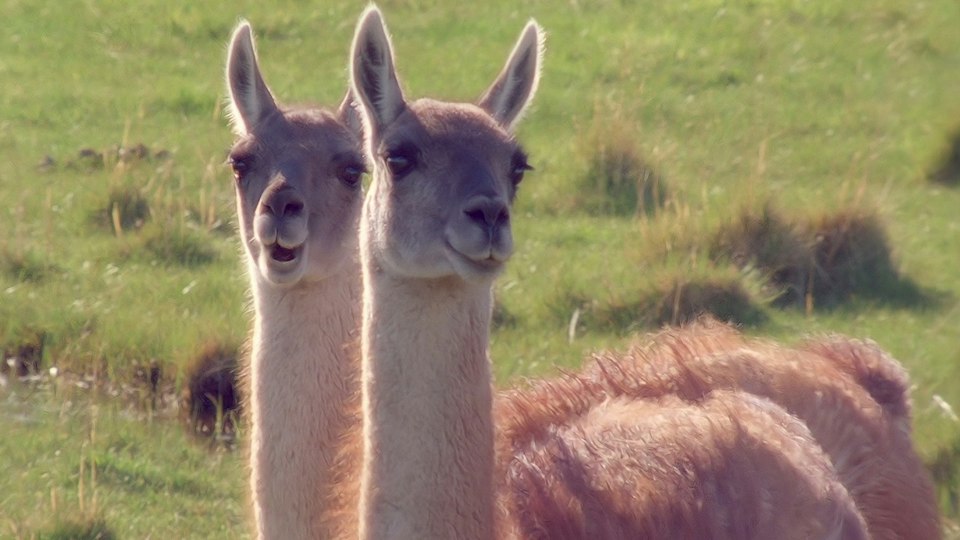 Tiere vor der Kamera