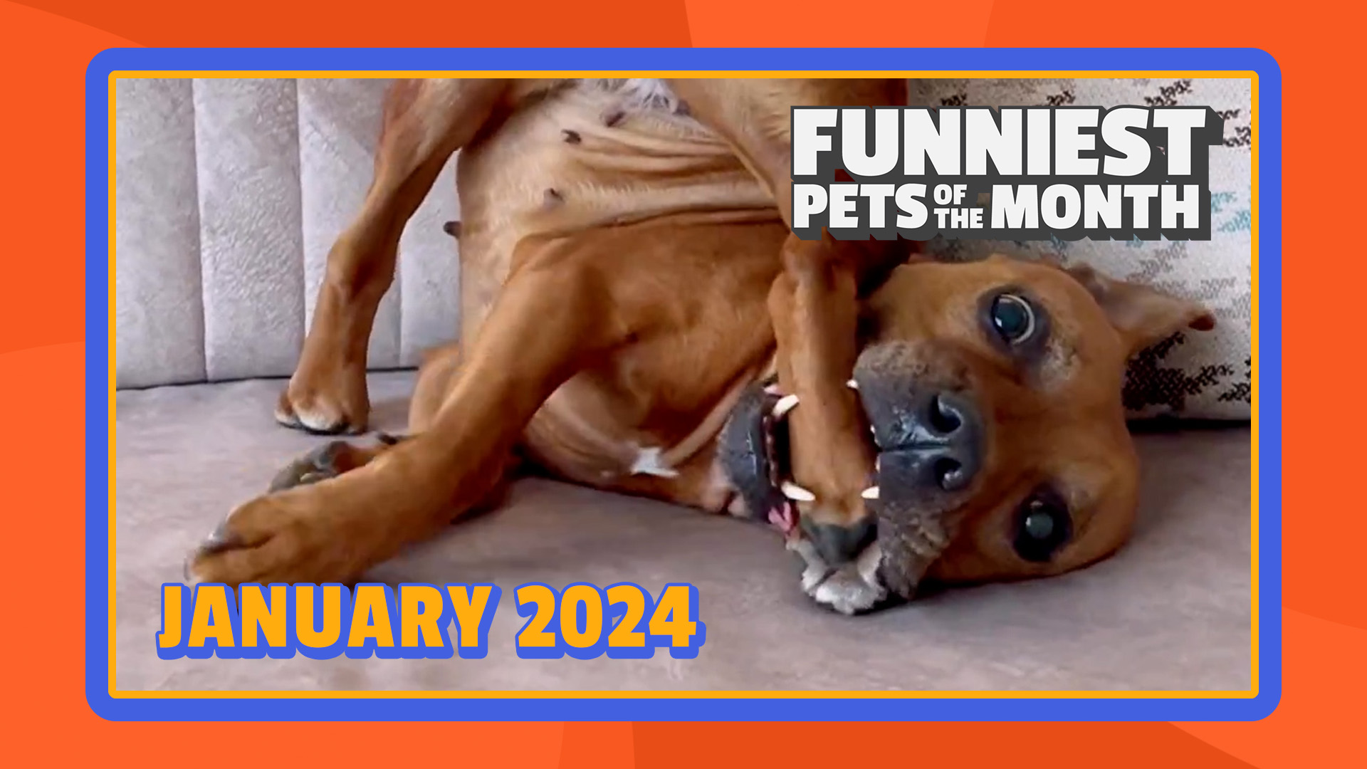 Funniest Pets of the Month