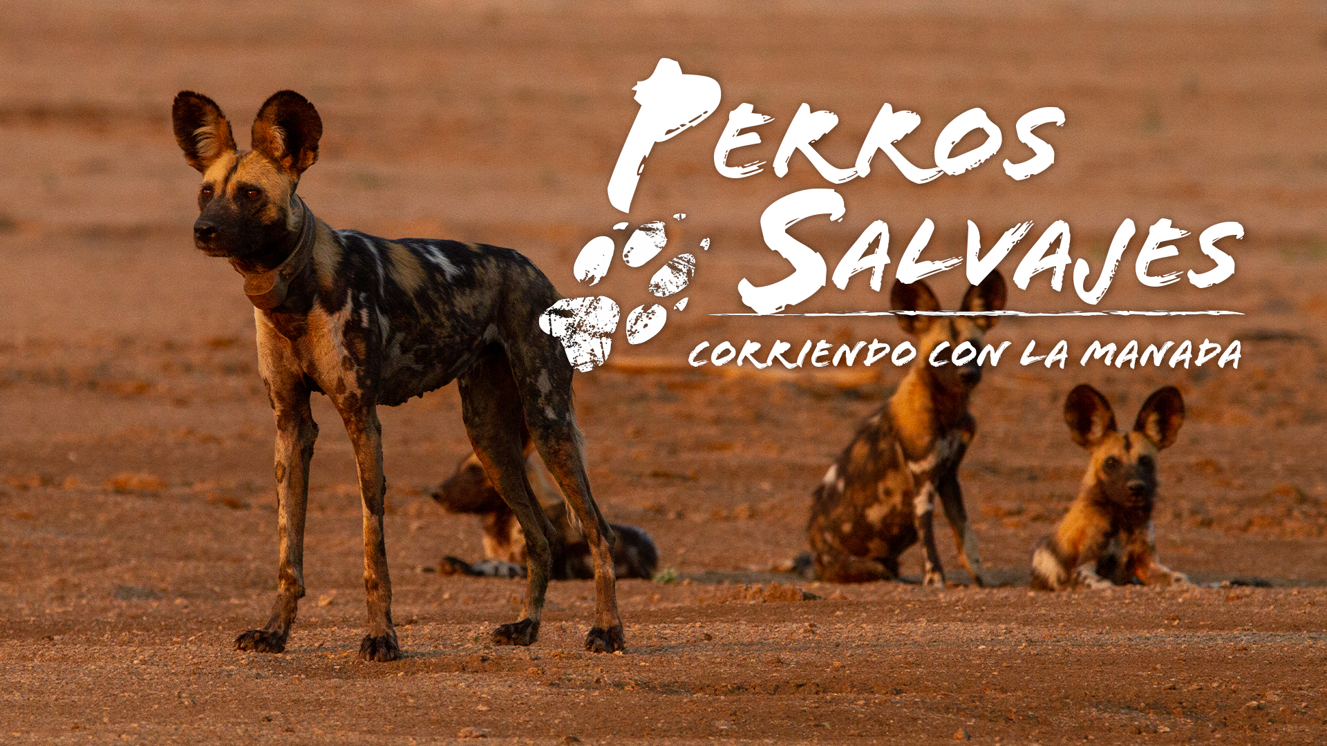 Perros salvajes: Corriendo con la manada