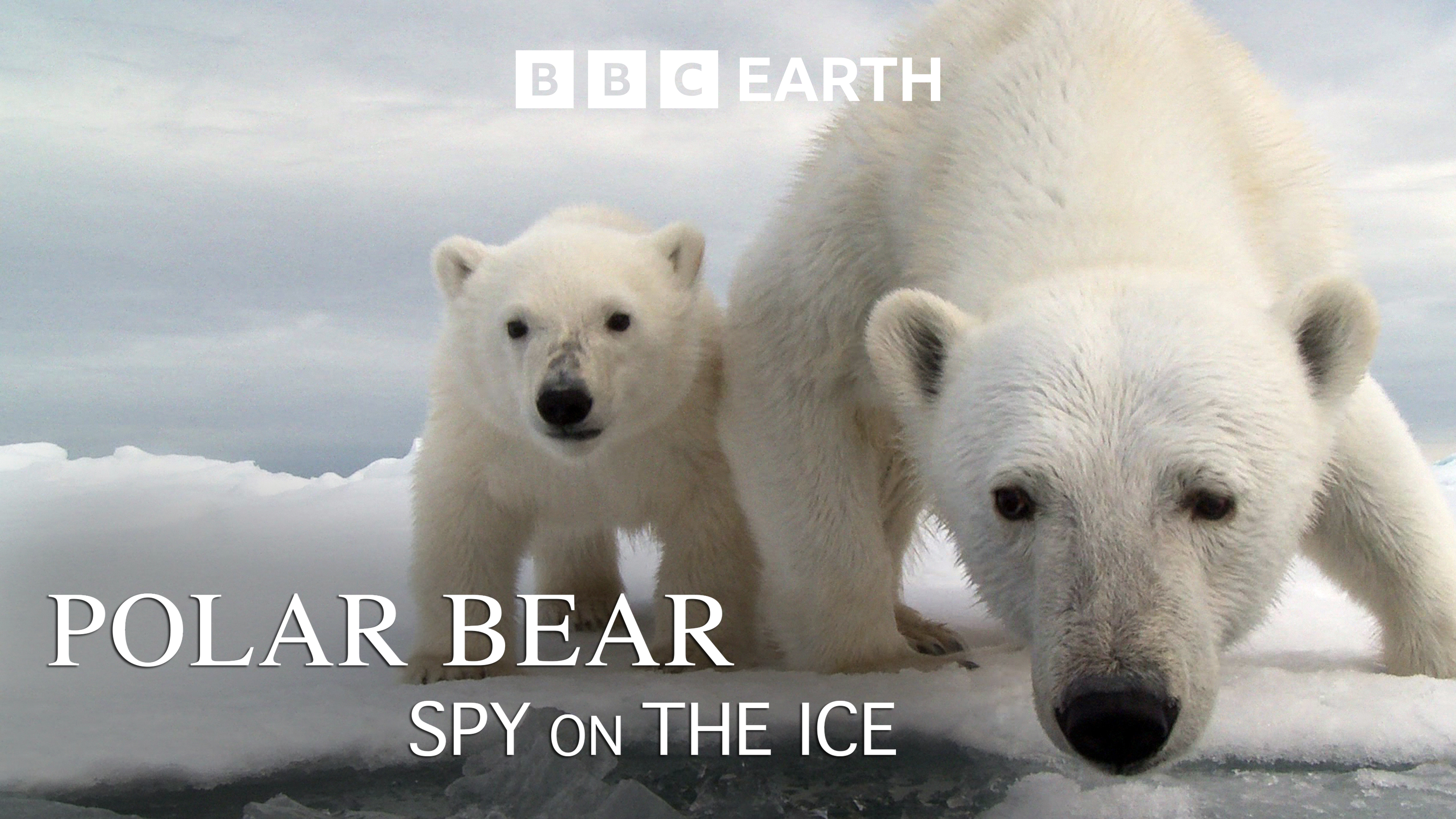 Polar Bear: Spy on the Ice
