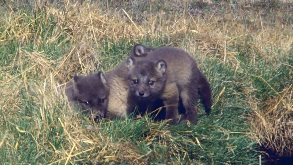 Tiere vor der Kamera