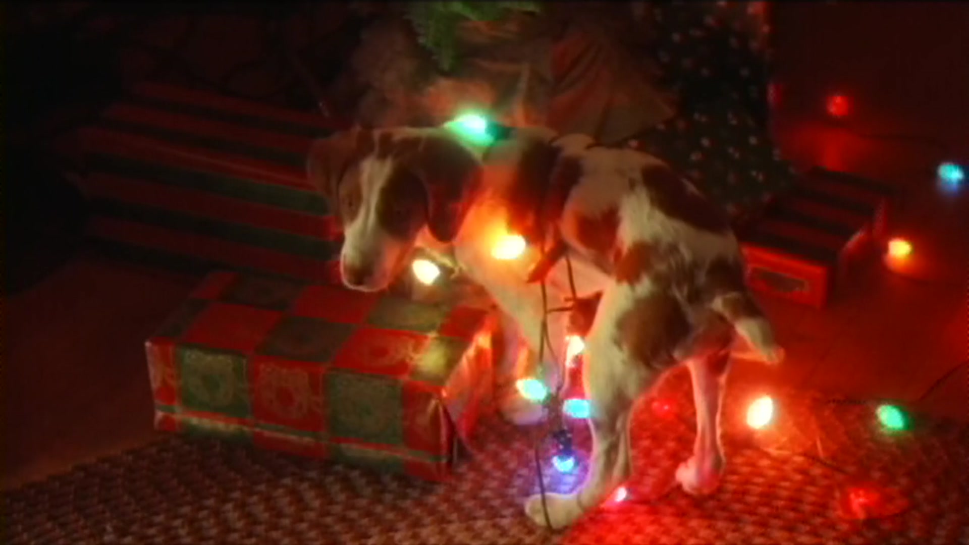 12 Dogs of Christmas