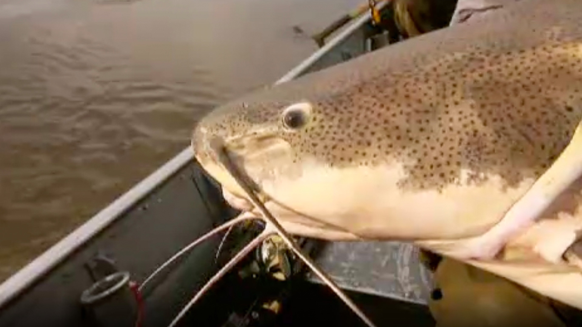 Auf der Suche nach dem Killer-Wels
