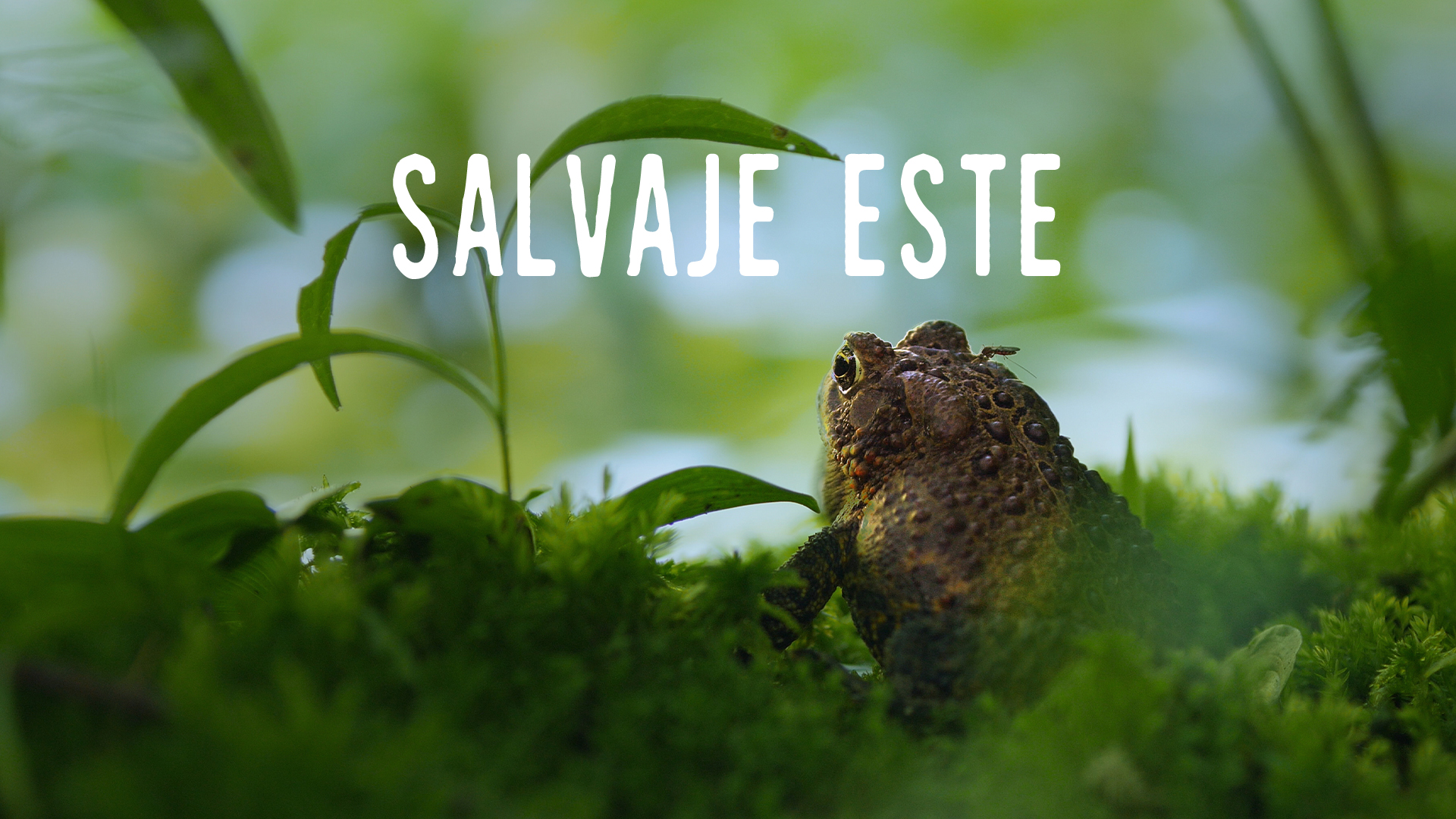 Salvaje Este