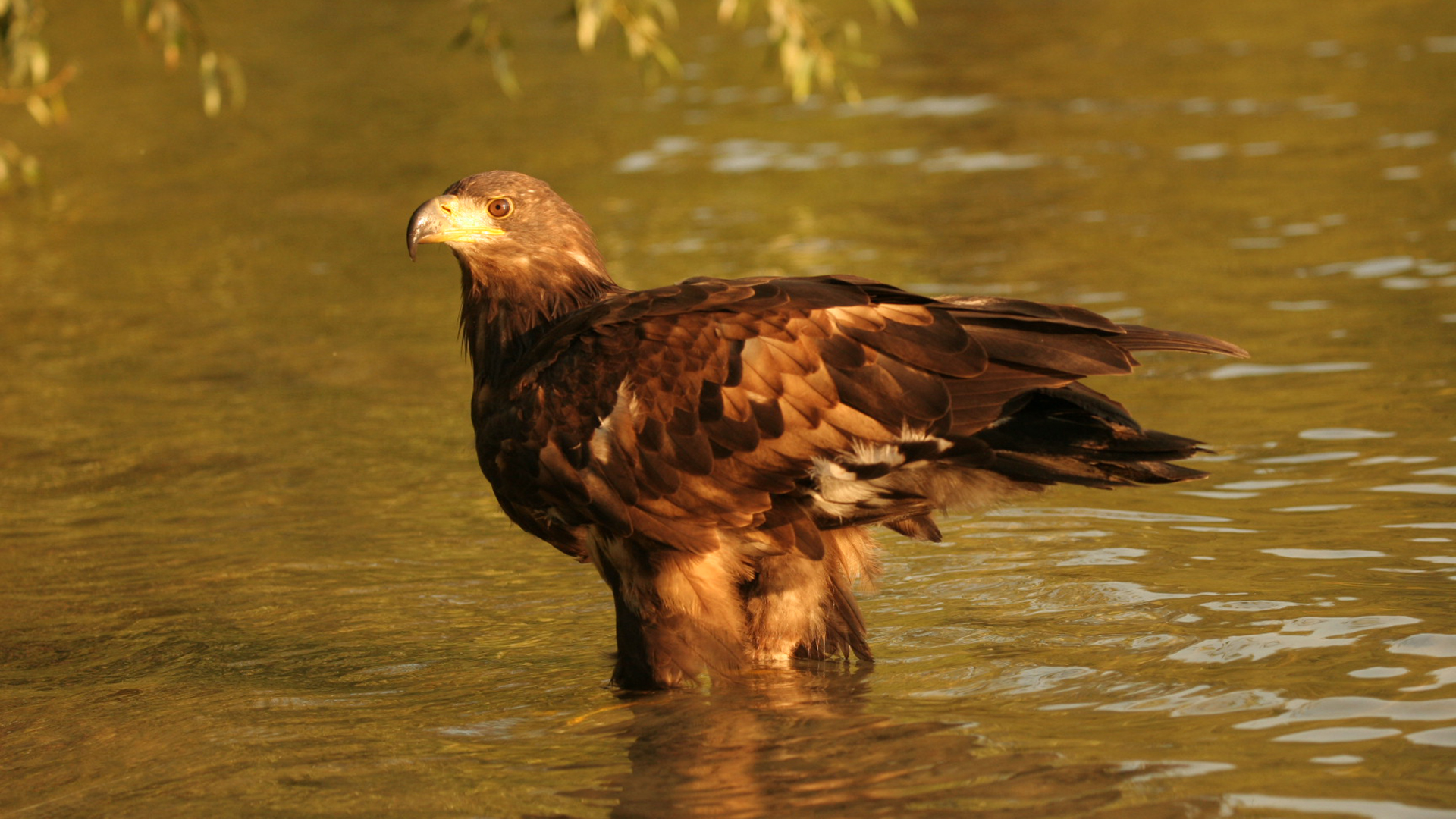 Die Holsteinische Schweiz