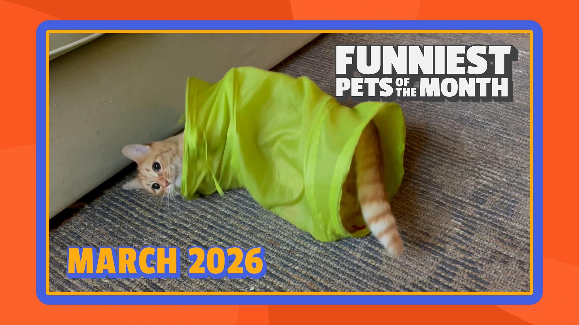Funniest Pets of the Month
