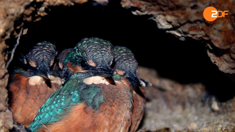 Wild Germany: Rivers and Lakes