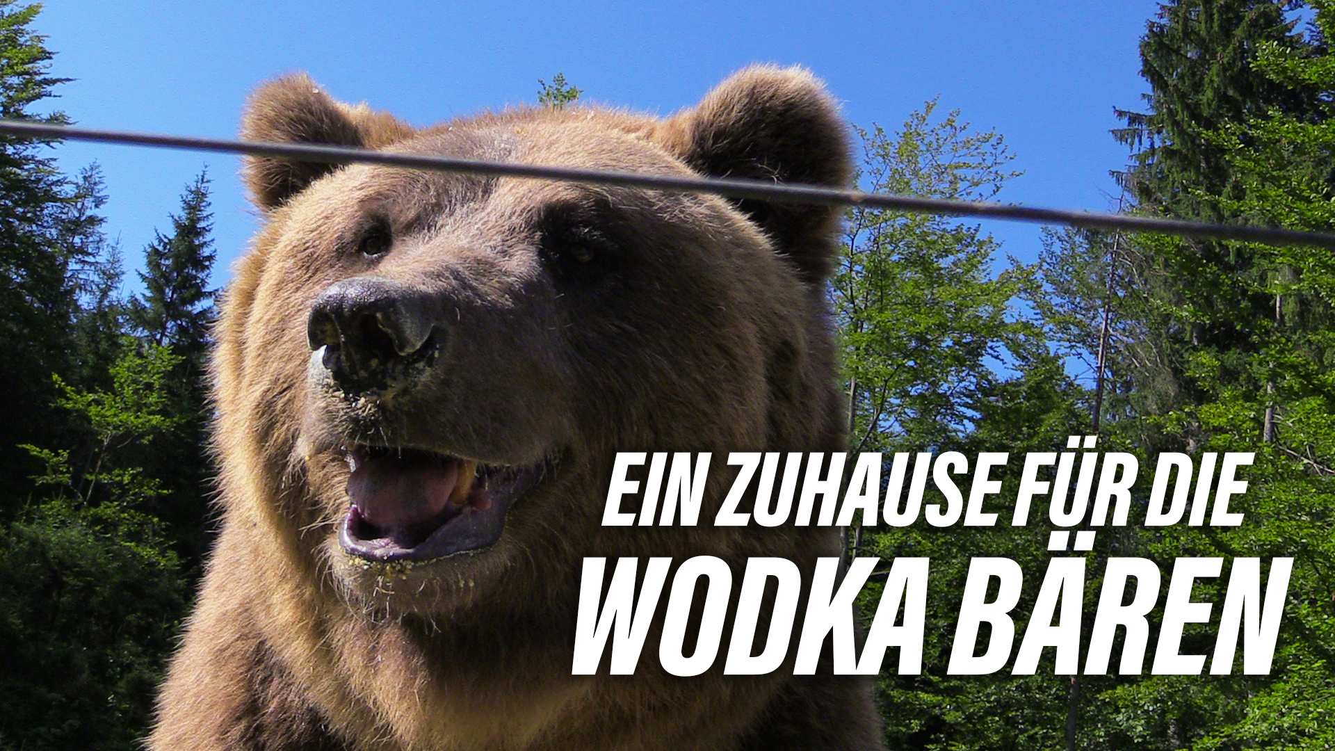 Ein Zuhause für die Wodka-Bären