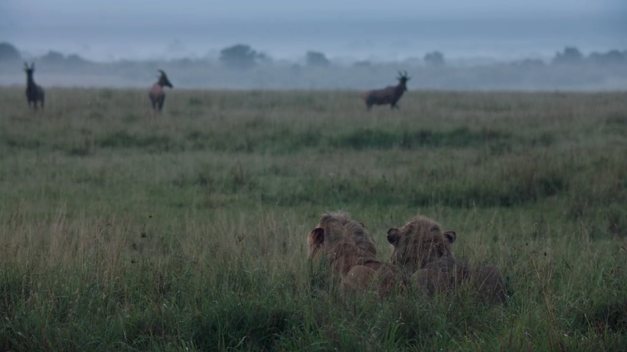 Regenzeit in der Serengeti