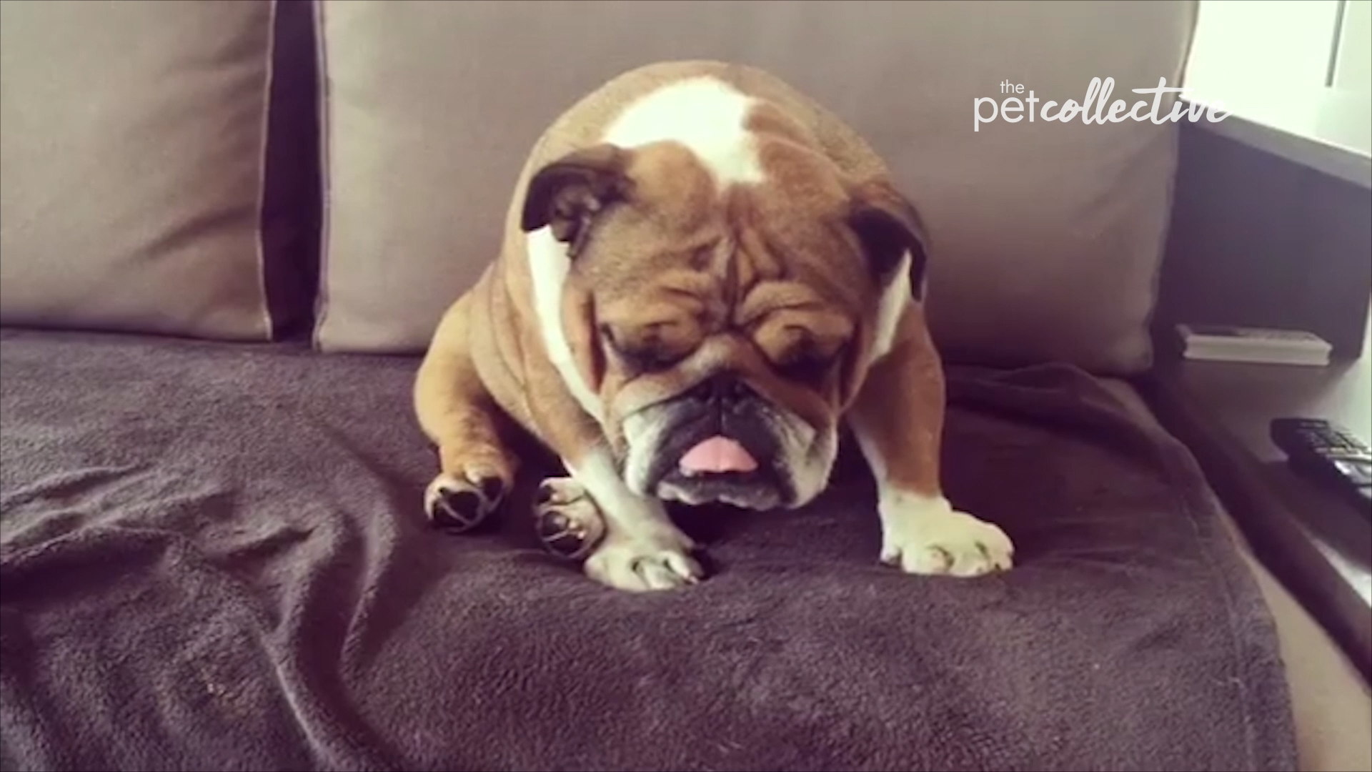 Best Pets of the Month