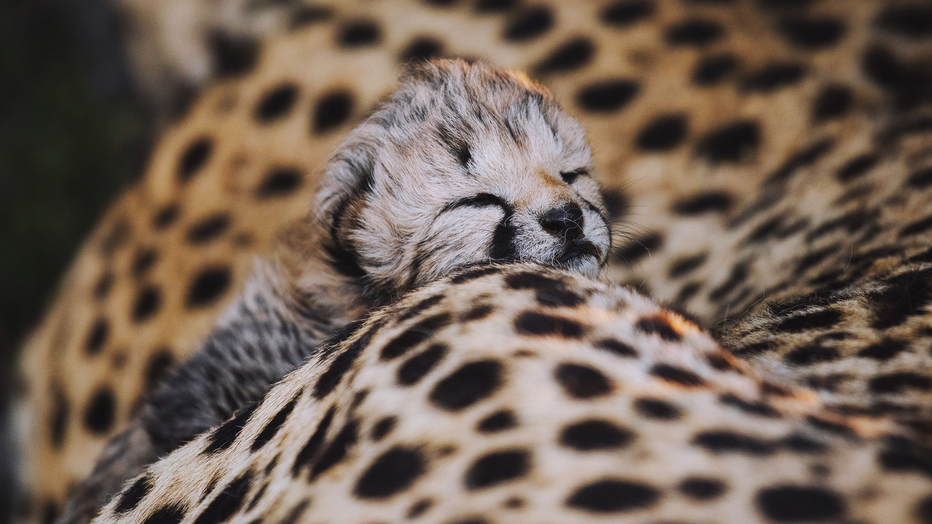 High Life in the Dead Mountains