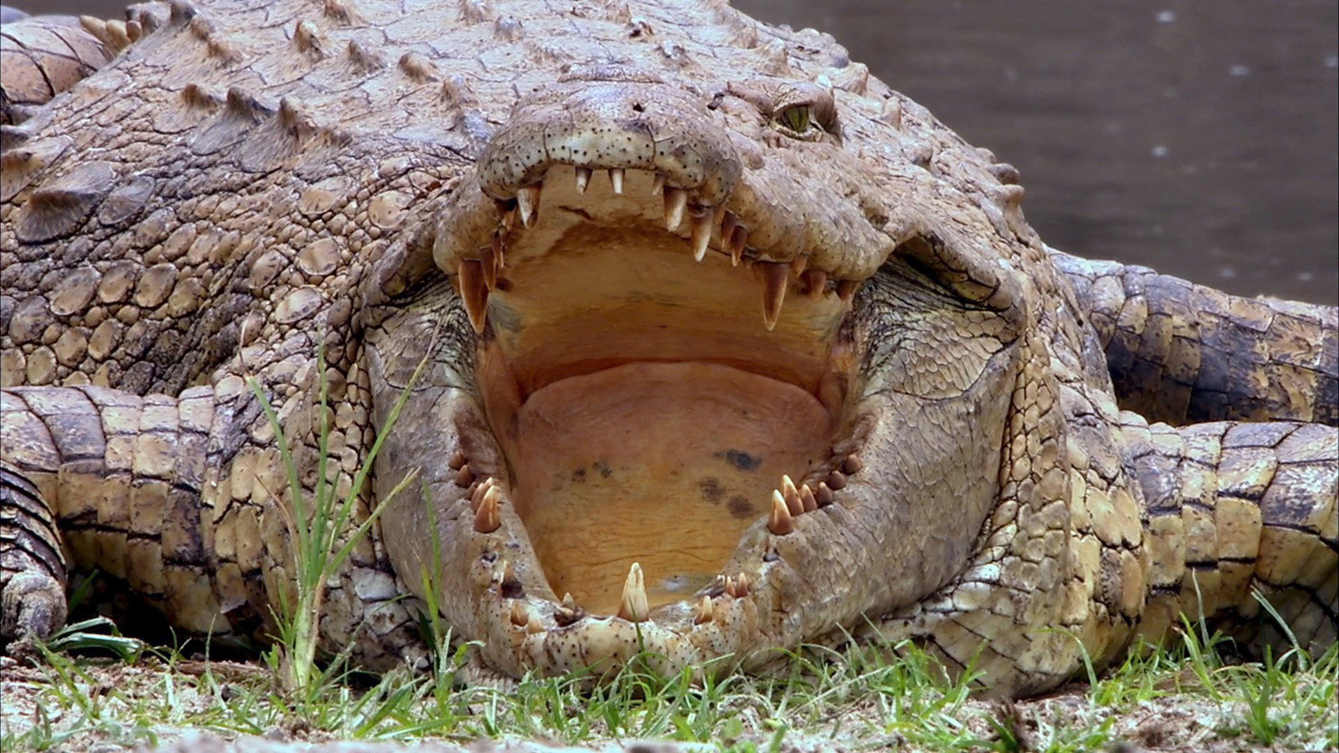 The Dark Side of Crocs