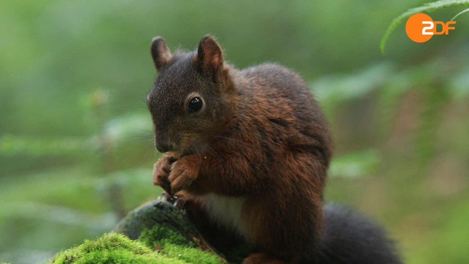 Wild Germany: Forests